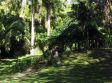 Passeggiata nella foresta nel Giardino dello Sleeping Giant